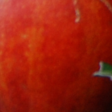 カラスウリの写真